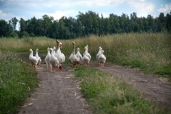 grey and white domestic geese walking on country road