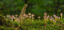 Mushrooms Moss Small Mushrooms Forest Ground