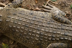 The photo showing a close up texture of alive saltwater crocodile skin background. Crocodile skin pattern from alive body.