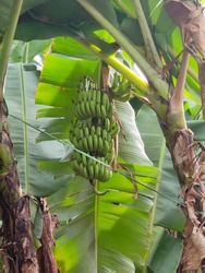 Bunch of small bananas on banana tree. When bananas grow on trees, there are actually close to 100 bananas in a bunch. Each of these bunches is made up of hands.