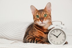 Funny sleepy adorable ginger striped bengal cat lying on white knitted plaid,looking at camera near alarm clock on light background.Animal and early wake-up, going to bed late at 10.00 concept.