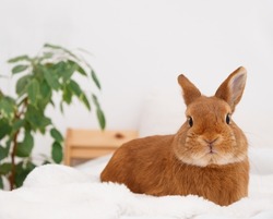 Funny cute decorative rabbit bunny full body lying on bed in white modern interior,looking at camera. Smart adorable pet,domestic animal, relaxing ,having rest.
