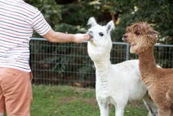 Caucasian man visiting zoo or farm feeding cute alpaca,wild animal.