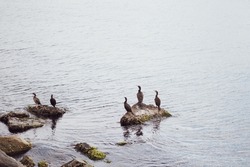 Sea duck, birds on rocks in gray Marmara sea,Istanbul.Copy space. Selective focus
