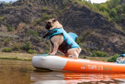 Small dog sitting on paddle board on river. Cute beige pug in shark vest in nature. Dog in life jacket. 
