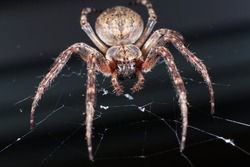 
Spider. Macro photo of garden spider on spider web over natural black background