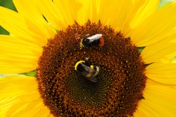 Detailed picture from a yellow brown sunflower with two diligently working bumble bees