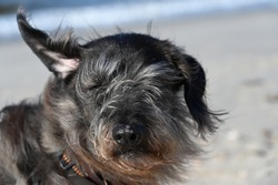 Dog Portrait Windy day ohne ear up