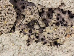 Termite hill thailand stock photo