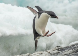 Adélie penguin jumping from a ice-shelf at Brown bluff (Antarctic peninsula)