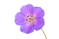 Single bright purple and red flower of the cultivated Geranium isolated against a white background