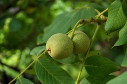 green walnuts on the branch of the walnut tree
