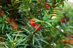 Yew tree (Taxus cuspidata) Green Branches with Red Berries.                 