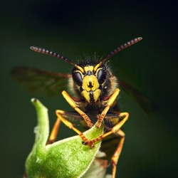 Vespula vulgaris, common wasp on a green plant, macro photography, blurry background