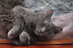 Russian blue cat. A beautiful cat poses. The grey cat is watching intently