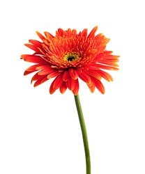 red gerbera flowers on a white background.