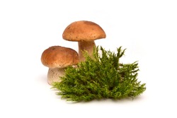 White mushrooms. Two mushrooms about moss. Porcini and moss.