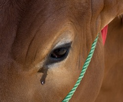  crying cows before sacrifice in eid al adha 