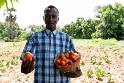 In this image, a proud young black African farmer in a checked shirt standing in front of a field is carrying a basket of fresh tomatoes