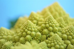 Close-up of vegetable Romanesco fractal buds on a blue background