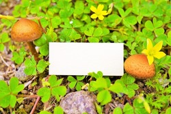 Mockup of a fairy tale title frame against the backdrop of oxalis green heart leaves, yellow flowers and small mushrooms
