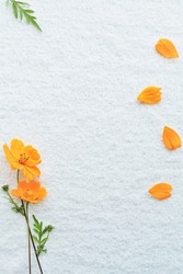 Cute autumn image frame with scattered orange cosmos flowers and petals on white soft cloth background, vertical