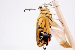 Empty chrysalis against white background and a single Yellow swallowtail butterfly with wrinkled freshly hatched wings