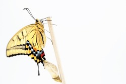 One lovely Yellow swallowtail butterfly flapping its wings at the end of a wooden stick against a white background