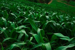 Green corn plants are growing, wide green corn plantations stretch out in the morning