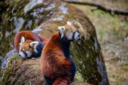 Himalayan Red panda from himalayan region