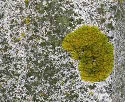 Colony of green Lichen Xanthoria parietina on concrete surface. Abstract textured background. It looks like landscape of  fantastic planet covered with snow, mountains, forests, mysterious plants.
