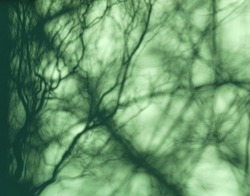 Abstract dark green shadows with chaotically intertwining lines of varying intensity. They resemble algae under water. Turquoise neon background. Shadow of tree branches on smooth surface.
