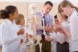 A Medium wide shot of school children observantly listening to biology teacher as he practically explains the structure of a human skeleton with the help of the model.