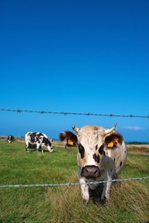 Norman cow, portrait, on green pasture with barbed wire and blue sky, Normandy, France