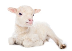 Lamb sitting in front of a white background
