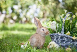 Cute rabbit and little chicks