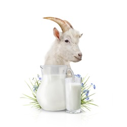 Glass of milk and goat on white background.