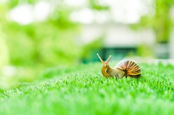 A Snail crawling on green grass in the garden.