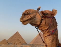 Close-up portrait of a camel with the pyramids in the background 