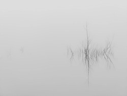 Minimalist gray-scale photo of withered plants on the surface of a calm blue lake