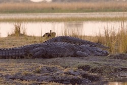 View of two Nile crocodiles on the river bank with the bird in the background in Chobe National Park, Botswana