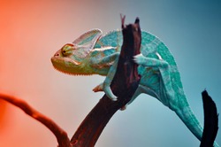 The Chameleon reptile in Gradation Color 