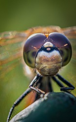 Dragonflies are exceptional insects, with beautiful details in their eyes. 
