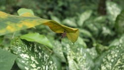 A small wasp nest hanging under a large leaf, also an orange and yellow striped wasp fly sits on top of the nest