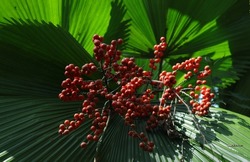 A ripe seed cluster of ruffled fan palm plant (Licuala grandis) with leaves