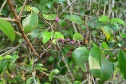 A few purple color flower bud clusters ready to bloom on a stem of a wild plant
