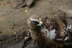 Close up of a Crested Hawk Eagle or Changeable Hawk Eagle curiously looking at something