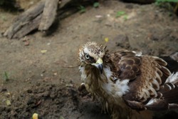 A Crested Hawk Eagle or Changeable Hawk Eagles face, including eye and the beak