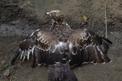 A Crested Hawk Eagle spread its wings after bath and trying to feathers dry soon as possible, view from the back
