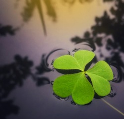 Abstract blurred background of green leaf in heart shape. Close up image of a three-leaf clover (Shamrock) floating on the surface with the dark shadow of trees reflected in the water as a background.